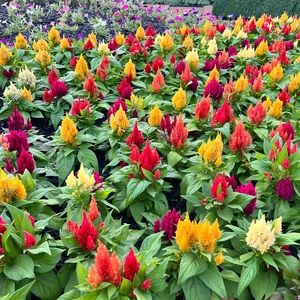 Meet your Posher, Lisle